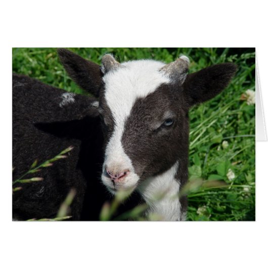 Amy's Lamb (Voorkant Horizontaal)