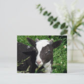 Amy's Lamb Briefkaart (Staand voorkant)