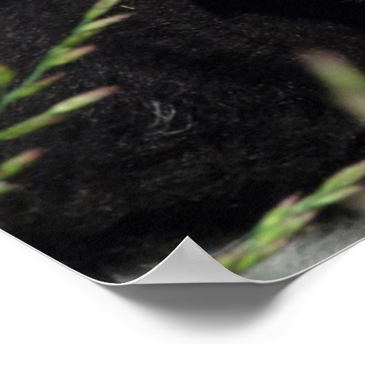 Amy's Lamb Poster (Hoek)