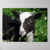 Amy's Lamb Poster (Voorkant)