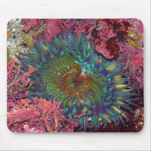 Amzing Green Anemone Muismat