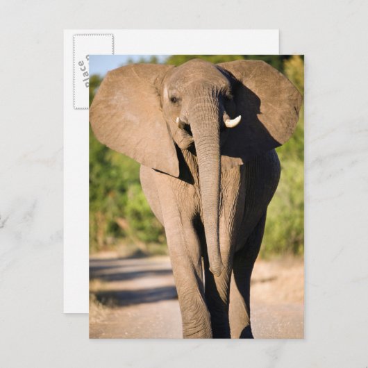 An African Elephant (Afrika) Walks Briefkaart (Voorkant / Achterkant)