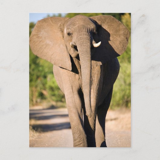 An African Elephant (Afrika) Walks Briefkaart (Voorkant)