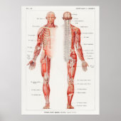 An antique du human nervous system by Galtier Poster (Voorkant)