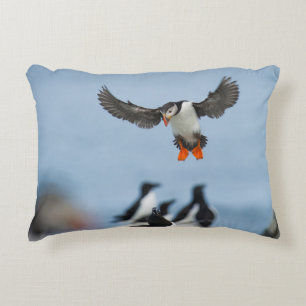 AN ATLANTIC PUFFIN COMING IN TO LAND WITH ITS WING ACCENT KUSSEN