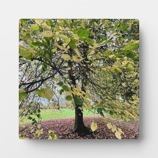 An autumn walk fotoplaat (Voorkant)