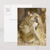 An baby Yellow Baboon (Papio) Briefkaart (Voorkant / Achterkant)