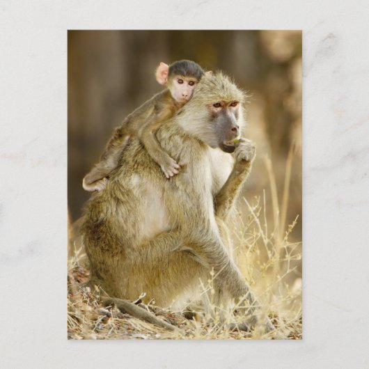 An baby Yellow Baboon (Papio) Briefkaart (Voorkant)
