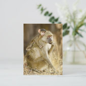 An baby Yellow Baboon (Papio) Briefkaart (Staand voorkant)