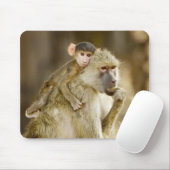 An baby Yellow Baboon (Papio) Muismat (Met muis)
