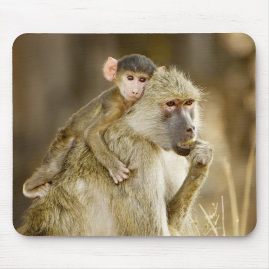 An baby Yellow Baboon (Papio) Muismat (Voorkant)