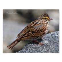An Inquisitive Savannah Sparrow
