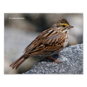 An Inquisitive Savannah Sparrow Foto Afdruk
