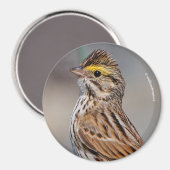 An Inquisitive Savannah Sparrow Magneet (Voorkant / Achterkant)