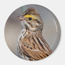 An Inquisitive Savannah Sparrow