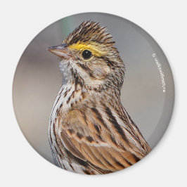 An Inquisitive Savannah Sparrow Magneet