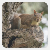 An inquisitive squirrel perched on a tree branch. vierkante sticker (Voorkant)