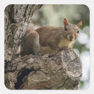 An inquisitive squirrel perched on a tree branch. vierkante sticker