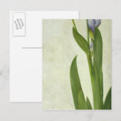 An Iris Briefkaart (Voorkant / Achterkant)
