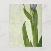 An Iris Briefkaart (Voorkant)