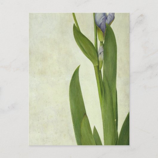 An Iris Briefkaart (Voorkant)