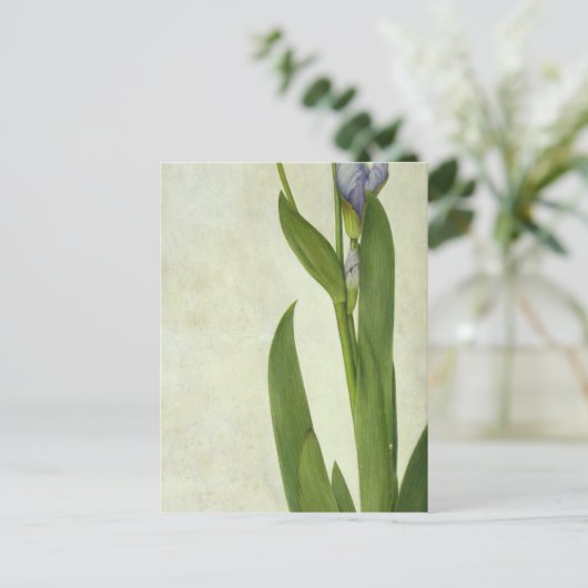 An Iris Briefkaart (Staand voorkant)