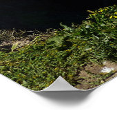 Anacapa-eiland Scenic View bij Channel Islands Poster (Hoek)
