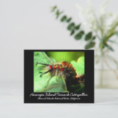 Anacapa Island Tussock Caterpijler Briefkaart (Staand voorkant)