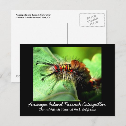 Anacapa Island Tussock Caterpijler Briefkaart (Voorkant / Achterkant)