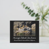 Anacapa Island, Zee Lions Briefkaart (Staand voorkant)