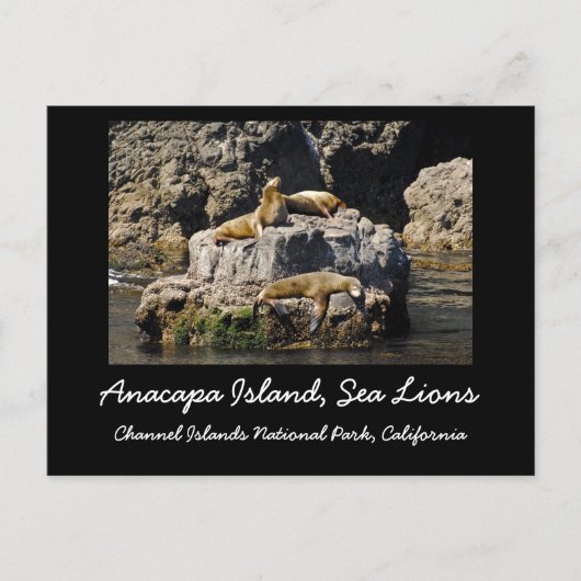 Anacapa Island, Zee Lions Briefkaart (Voorkant)