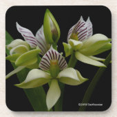 Anacheilium Chacoense Bier Onderzetter (Voorkant)