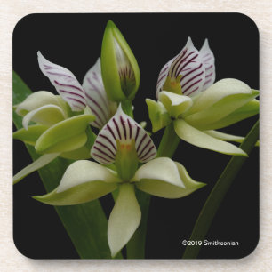 Anacheilium Chacoense Bier Onderzetter