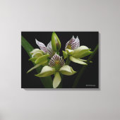 Anacheilium Chacoense Canvas Afdruk (Voorkant)