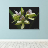 Anacheilium Chacoense Canvas Afdruk (Insitu (Houten vloer))