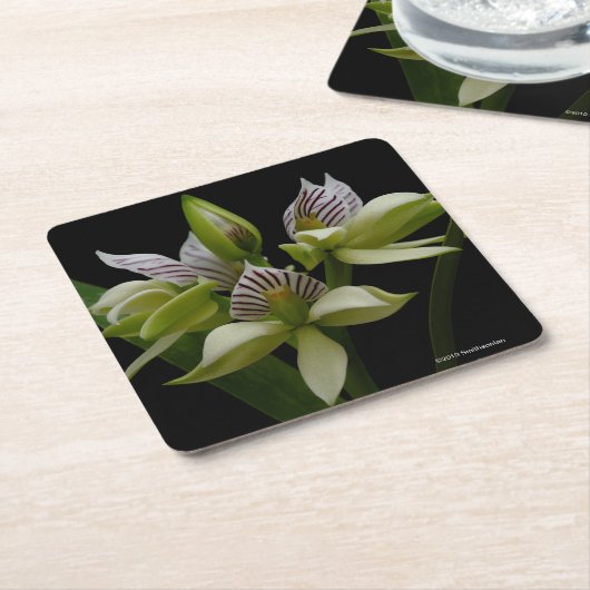 Anacheilium Chacoense Kartonnen Onderzetters (Schuin)