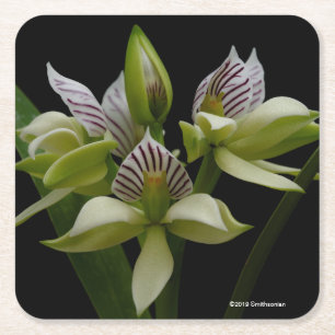 Anacheilium Chacoense Kartonnen Onderzetters