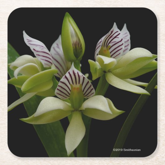 Anacheilium Chacoense Kartonnen Onderzetters (Voorkant)