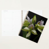 Anacheilium Chacoense Planner (Display)