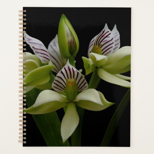 Anacheilium Chacoense Planner (Voorkant)