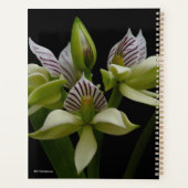 Anacheilium Chacoense Planner (Achterkant)
