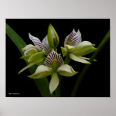 Anacheilium Chacoense Poster (Voorkant)