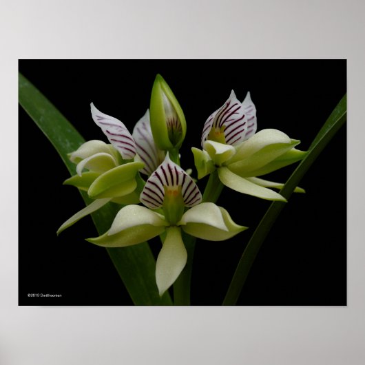 Anacheilium Chacoense Poster (Voorkant)