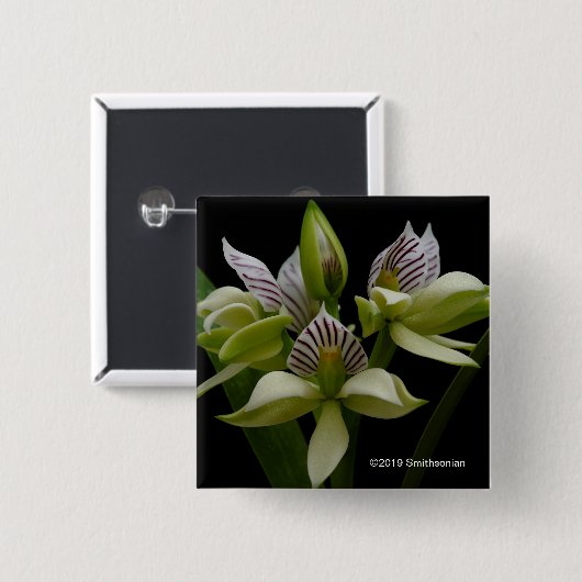 Anacheilium Chacoense Vierkante Button 5,1 Cm (Voorkant /achterkant)