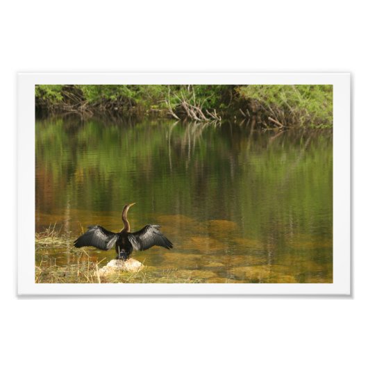 Anahinga drogen zijn vleugels foto afdruk (Voorkant)