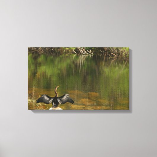 Anahinga in de Everglades Canvas Afdruk (Voorkant)