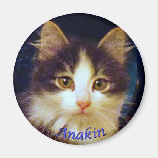 Anakin Twee Legged Kat, Leuke Kitten Ronde Magneet (Voorkant)