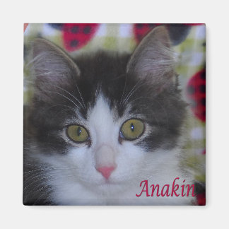 Anakin Twee Legged Kat Lieveheersbeestjes Kitten M Magneet