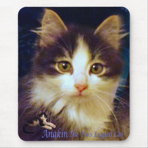 Anakin Two Legged Cat Cute Kitten Mousepad Close-u Muismat