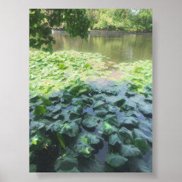 Analoge Lily Pad fotografie Poster